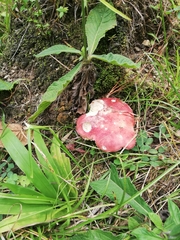 Russula