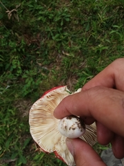 Russula
