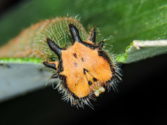 Dynastor darius stygianus