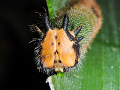 Dynastor darius stygianus