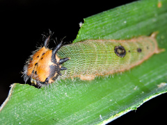 Dynastor darius stygianus