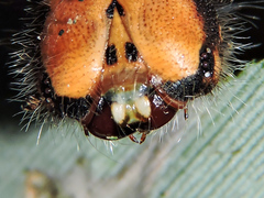 Dynastor darius stygianus