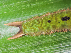 Dynastor darius stygianus