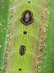 Dynastor darius stygianus