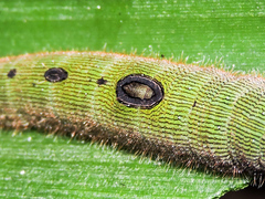 Dynastor darius stygianus