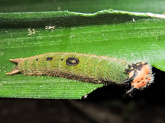 Dynastor darius stygianus