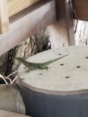 Anolis roquet