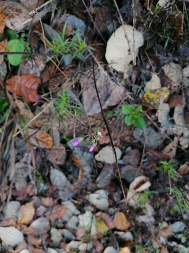 Geranium potentillifolium, photograph 4