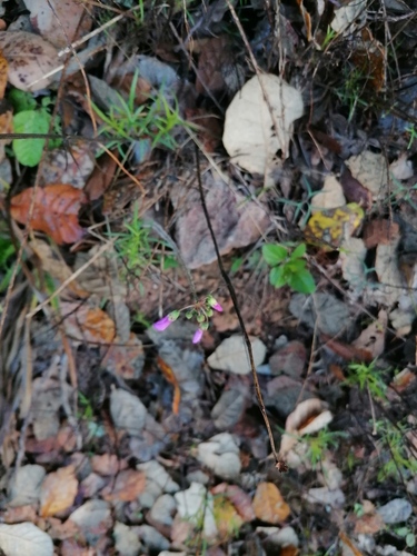 Geranium potentillifolium, photograph 5