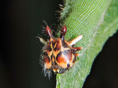 Dynastor darius stygianus