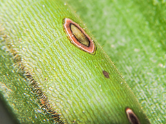 Dynastor darius stygianus