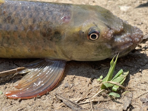Congo labeo (Labeo annectens) — Cyprinidae