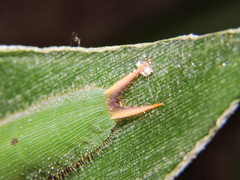 Dynastor darius stygianus