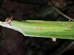 Dynastor darius stygianus