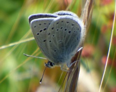 Icaricia icarioides parapheres