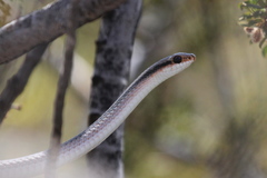 Salvadora deserticola