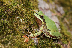 Hyla wrightorum