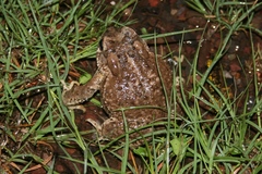 Anaxyrus microscaphus