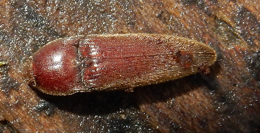 Corn Wireworm (NPS National Capital Region Beetle Species Guide