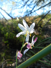 Hesperantha bachmannii