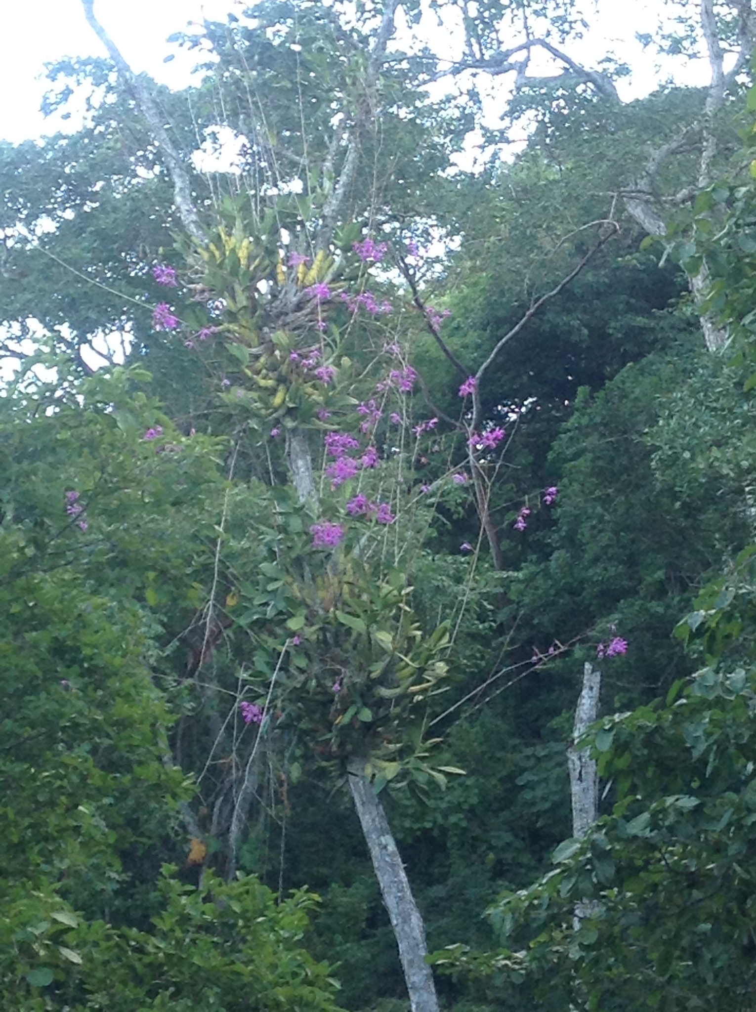 Myrmecophila galeottiana (A.Rich.) Rolfe