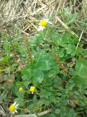 Hippocrepis emerus