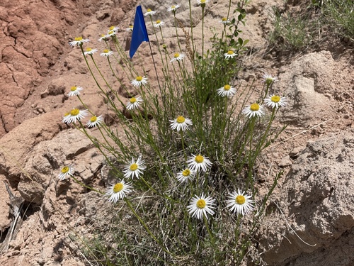Erigeron rhizomatus Cronquist