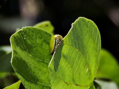 Stictopelta marmorata