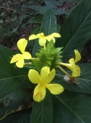 Barleria oenotheroides