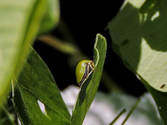 Stictopelta marmorata