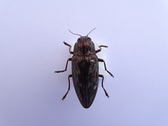 Chalcophora mariana massiliensis