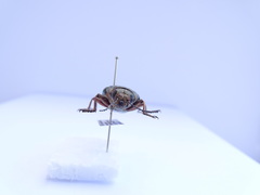 Chalcophora mariana massiliensis