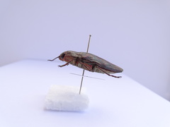 Chalcophora mariana massiliensis