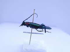 Aromia moschata ambrosiaca