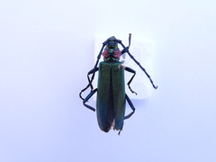 Aromia moschata ambrosiaca