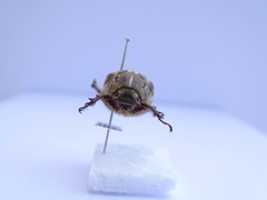 Anoxia australis