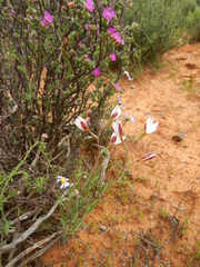 Hesperantha cucullata