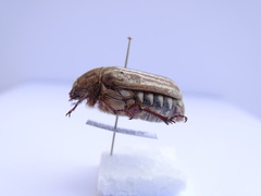 Anoxia australis