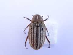 Anoxia australis
