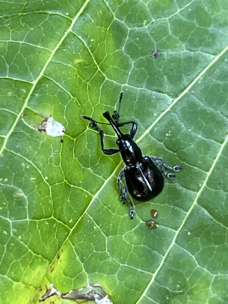 Pseudauletes