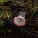 Russula emetica - Photo (c) Иван Матершев, μερικά δικαιώματα διατηρούνται (CC BY-NC)