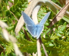 Icaricia icarioides parapheres