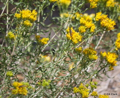 Chrysothamnus viscidiflorus viscidiflorus