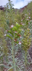 Echium virescens image