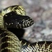 Desert Kingsnake - Photo (c) Nick Pederson, some rights reserved (CC BY-NC), uploaded by Nick Pederson