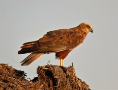 Western Marsh Harrier photo 4