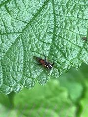 Cyphonia trifida