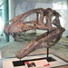 Acrocanthosaurus - Photo (c) Jason Adams,  זכויות יוצרים חלקיות (CC BY-NC-SA)