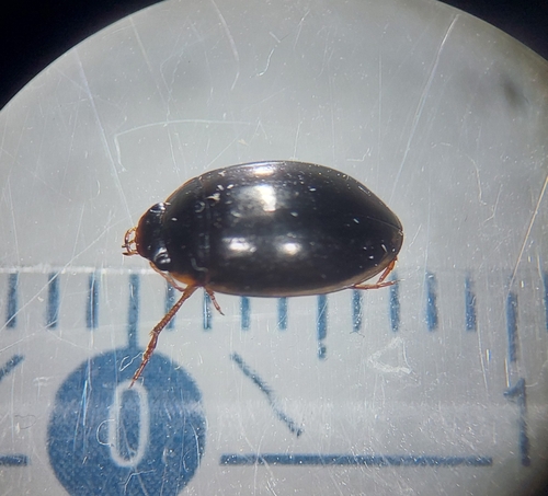Agabus uliginosus
