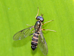 Merosargus